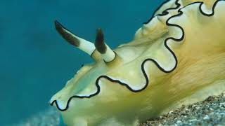 Negros Island Nudibranchs