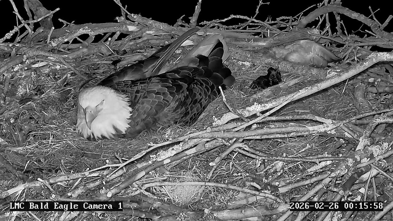 Little Miami Conservancy Bald Eagle Nest Live Camera #1
