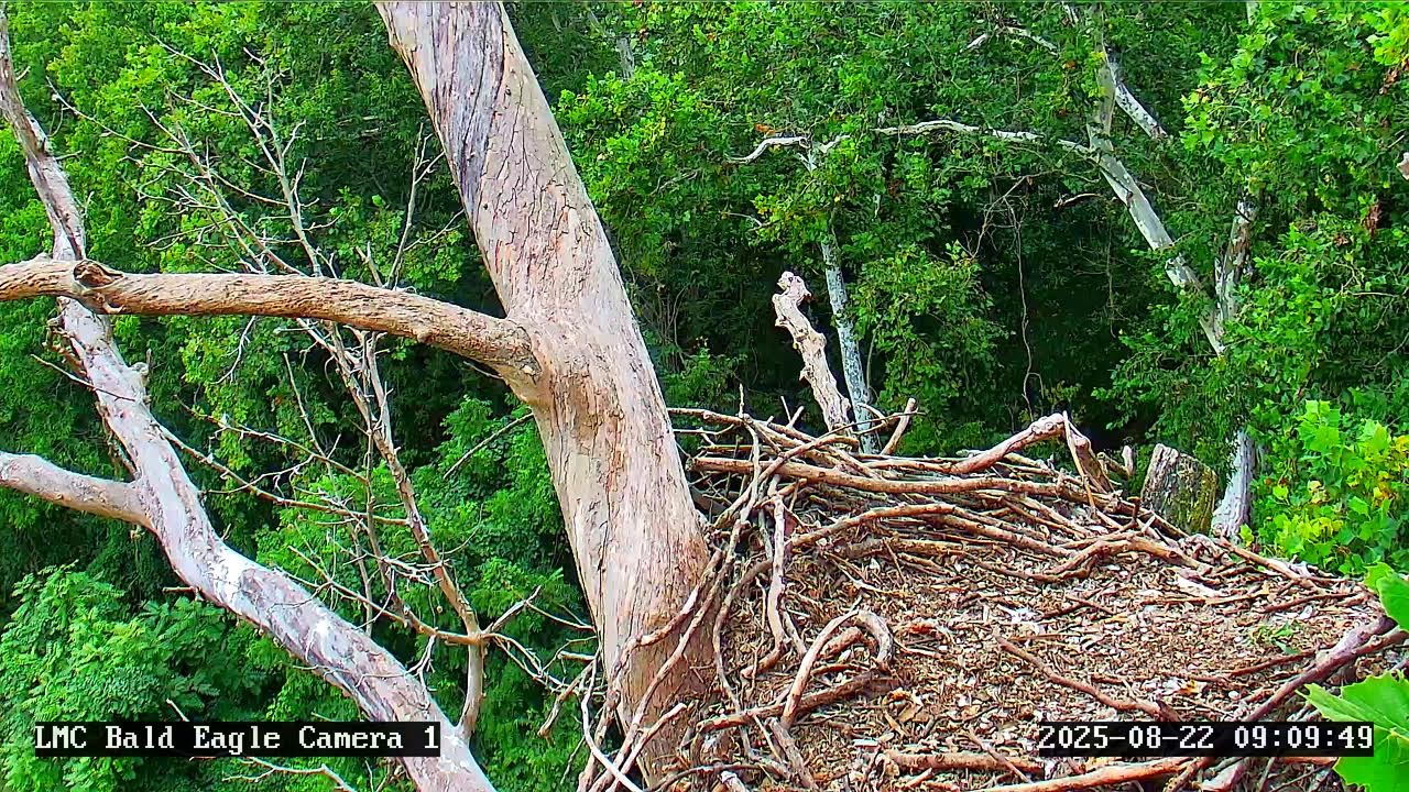 Little Miami Conservancy Bald Eagle Nest Live Camera #1