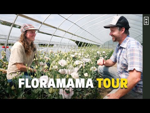 Vídeo: Plantar un balneari al jardí: com cultivar herbes i plantes de spa