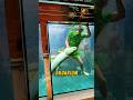 Masuk Akuarium Demi Selamatkan Ikan Kesayangan#aquarium #fishing #shorts