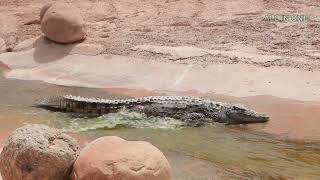 the crocodiles videos and relaxing music screenshot 5