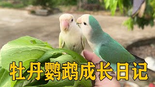 [Peony Parrot Diary] Old Four hatched eggs & fed chicks  rivaling human care! [3 Wu MC]