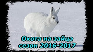 Охота на зайца. Сезон 2016-2017. Разведка, проба карабина СКС. Охота на зайца. Сезон 2016-2017. Разведка, проба карабина СКС.