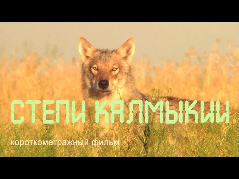 Video: Erstaunliche afrikanische Steppe: Flora und Fauna