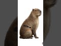 Меня сожрала капибара #brush #capybara #капибара #shorts #catbrush
