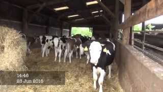 Fleckvieh Cattle Eck Sloan Woodend Farm gtritchie5