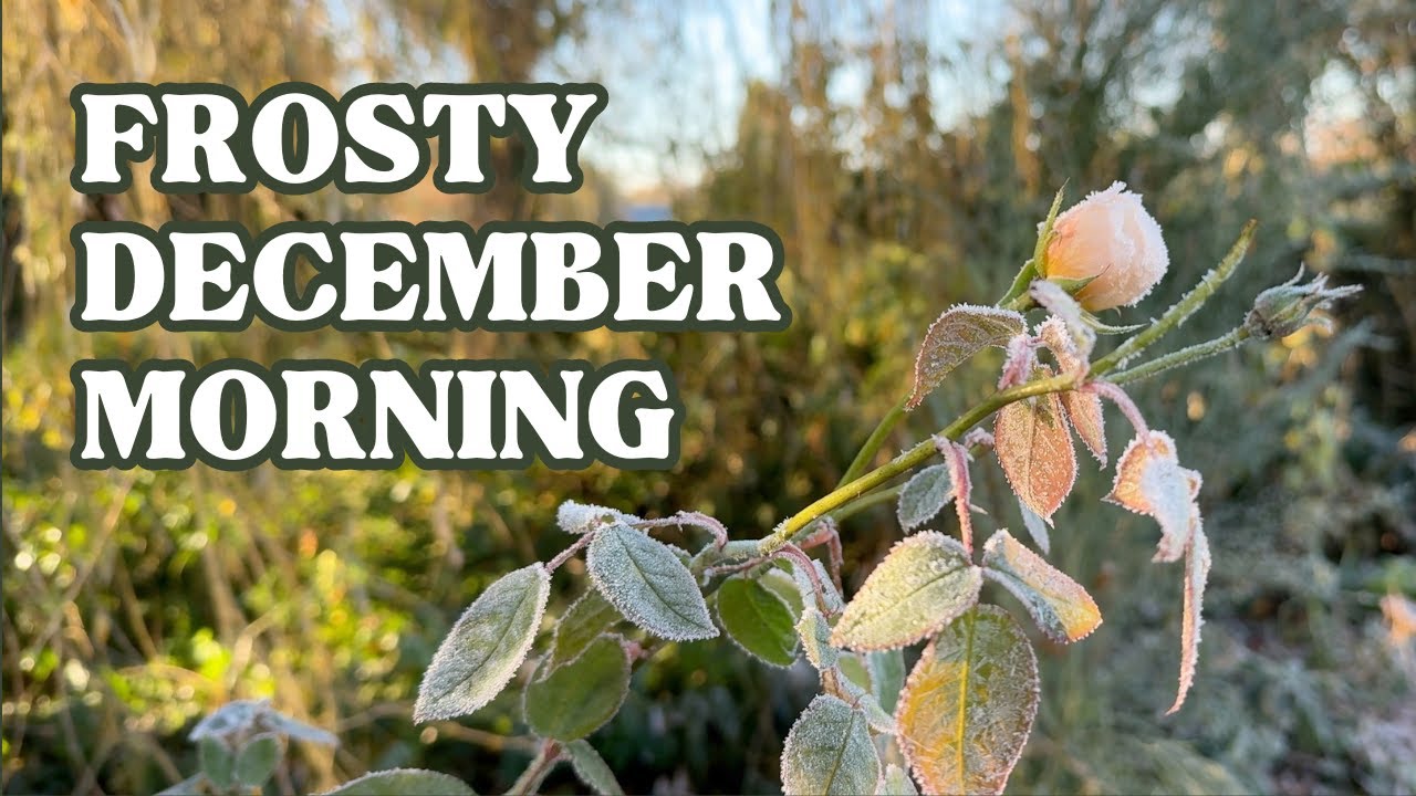 Garden Tour On A Frosty Morning - YouTube