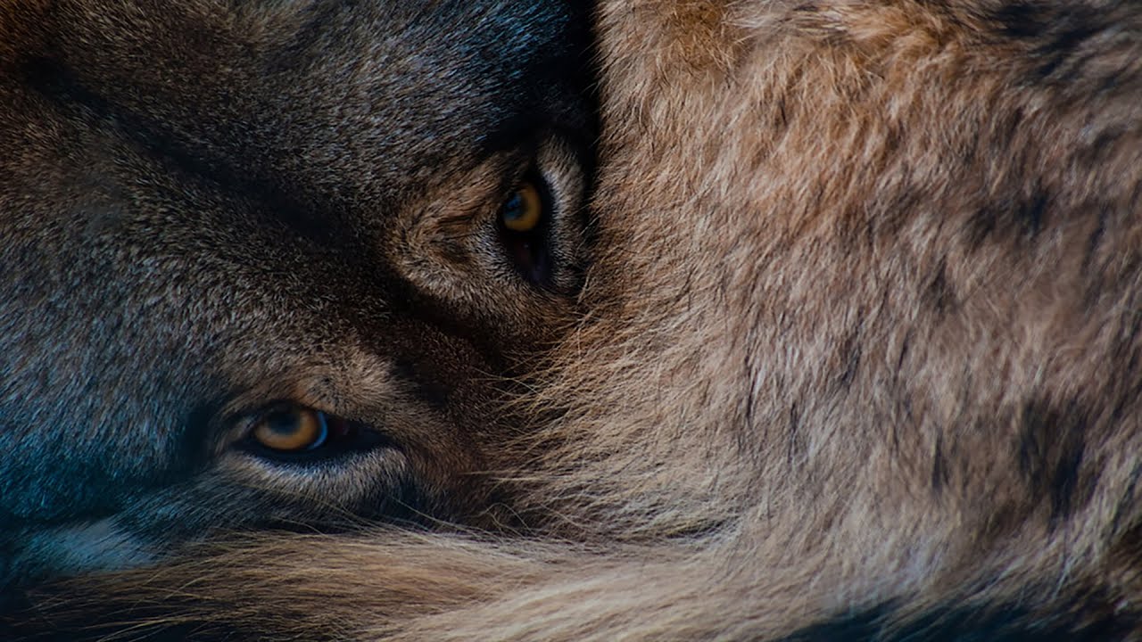 Волка РАСТЕРЗАЛИ, он свернулся клубочком и тихо умирал... - YouTube