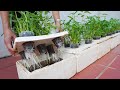 How to grow water spinach quickly without watering, anyone can do it