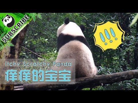 The Itchy Scratchy Panda | iPanda