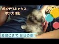 ポメチワミックス　赤ちゃん　お家に来て1日目　ポン太の成長記録