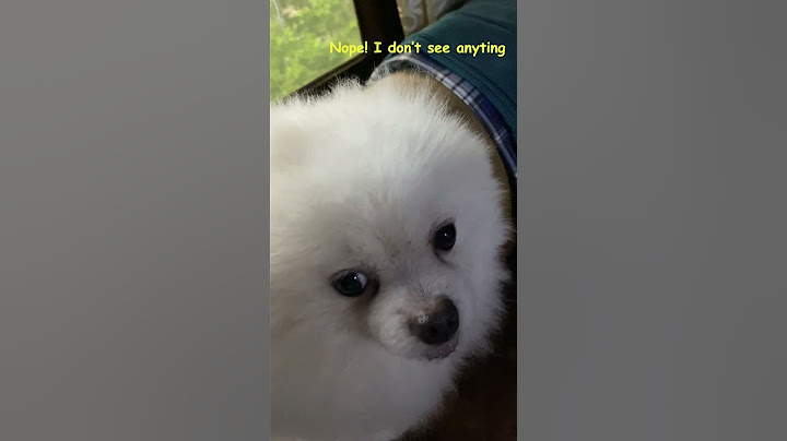 Rainy days are sad days for Fluffy. #dog #pomeranian #dogshorts #pomeranian #rain
