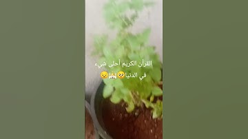 #تلاوة_خاشعة #تلاوة_هادئة #quran #اسلام_صبحي