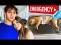 We Rushed Our Dog to the Hospital