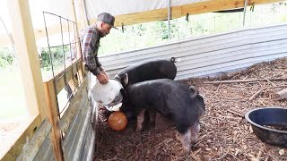 Growing Your OWN FOOD is Different Now //Homestead VLOG