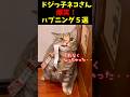 ドジっ子ネコの爆笑ハプニング!5選#cat #面白集 #ねこ #笑ったら負け