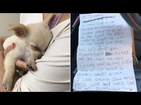 Video: Pup napušten u zračnoj luci kupaonica s srceparajući bilješka je usvojen