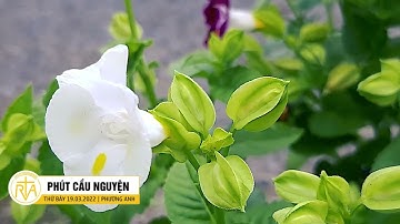 Phút Cầu Nguyện, Thứ Bảy 19/03/2022: Thánh Giuse Đấng Công Chính