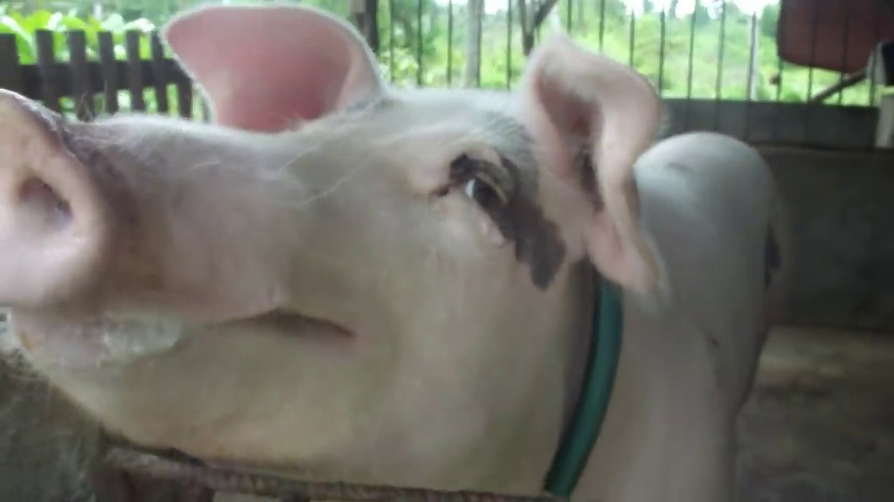 My SOW Bishi is on Heat