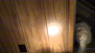 Cat Attacks Vacuum