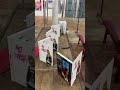 Mi autobiografía artística www. es – Francisco de Pájaro, arte urbano Barna, art video BCN