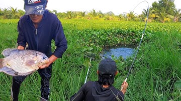 Câu Cá , Chinh Phục Cá Tai Tượng Khủng Đầu Bạc Ẩn Mình Lâu Năm Dưới Đám Lục Bình