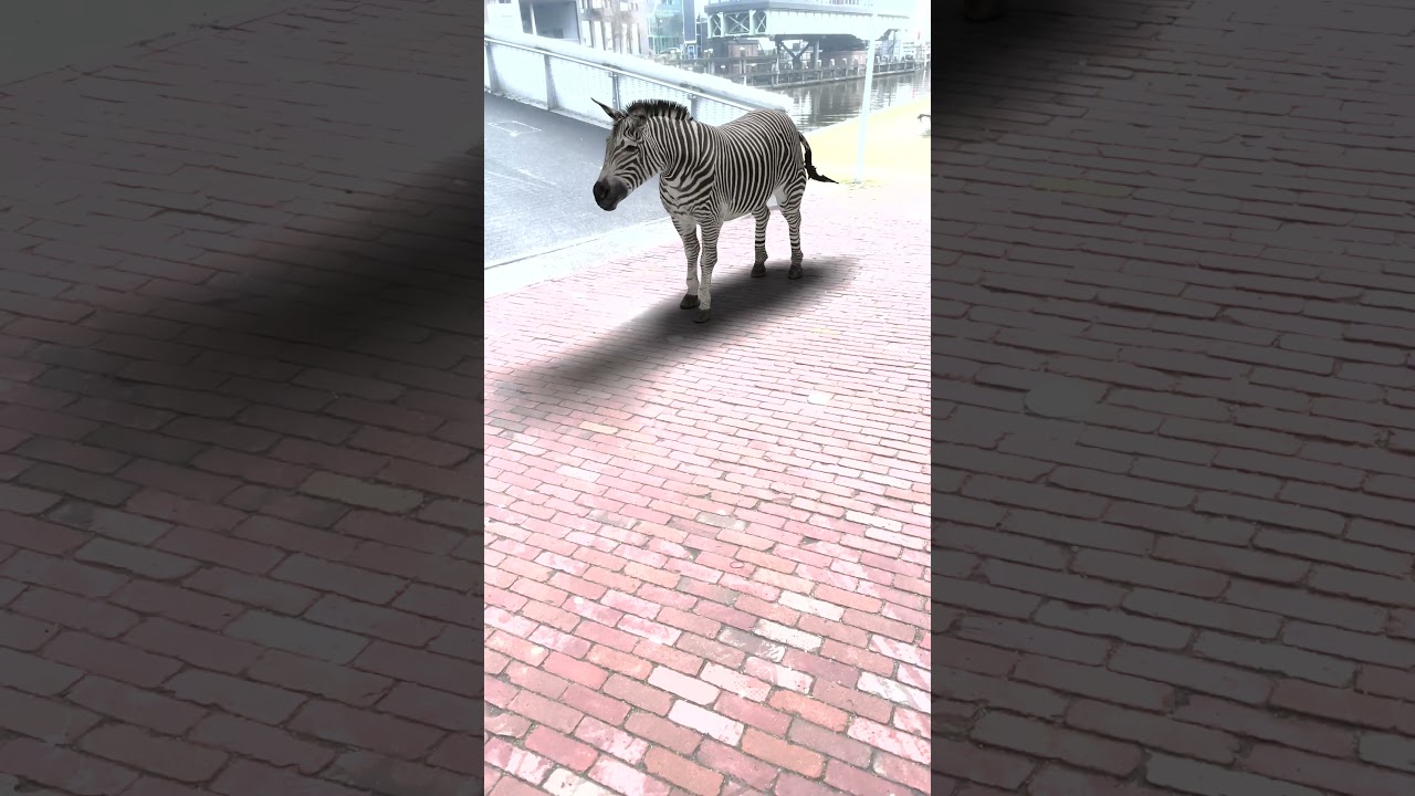 zebra in Amsterdam 