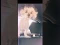 Poems by Tina Lezhava.                      Друг милый друг.
