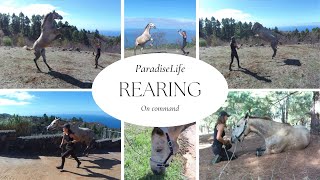 We did it! Horse rearing on command π€© | ParadiseLife