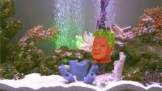 Details Fishcenter - May 12, 2015 (Part 1) Guide