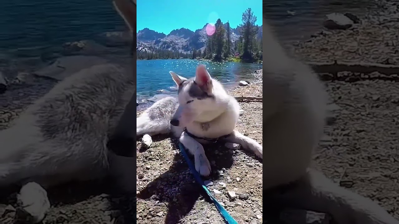 Husky's Cozy Idaho Getaway: Nap Time Adventures 🐾😴 