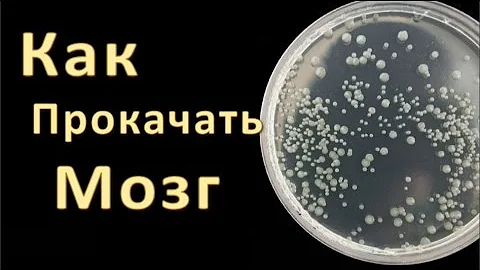 Как Прокачать Мозг: Нервные Клетки