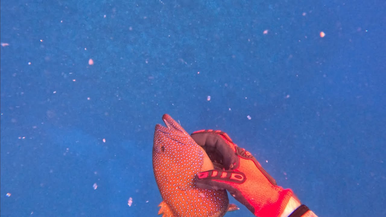 Фридайвинг, чтобы поймать себе еду!! ~~В стиле Малессо!~~