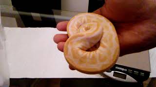Famous Unboxing Mojave Albino ball python Net Worth