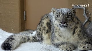 真っ白に雪を被るユキヒョウ~Heavy snow and Snow Leopard