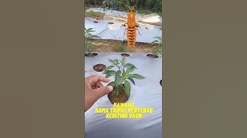 Pawang hama thrips penyebab keriting daun tanaman cabe #short #cabekeriting #budidayacabe