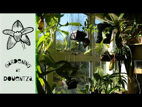 Orchid Dash Around The House - plants in their actual grow space