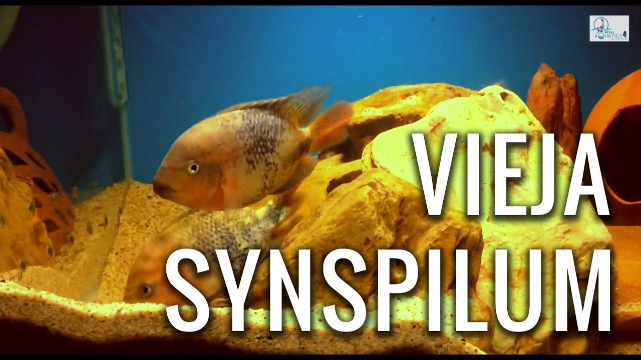 Vieja Synspilum (Redhead cichlid)