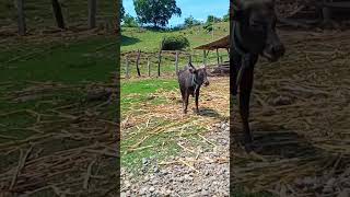 Berhadapan Dgn Banteng Paling Ngeriii   #sapi Banteng #shorts