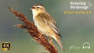 Sedge Warbler Singing in Nature – Relaxing Birdsongs for Calm & Focus 🐦🌾