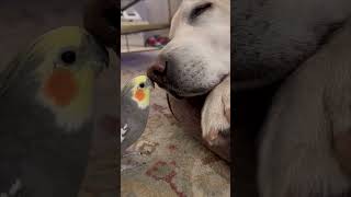 Cockatiel Bird Serenades His Dog Pal