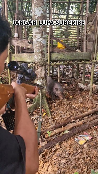 BERBURU BABI//BABI BAWA ANAK #berburubabi #huntingbabi #babihutan #berburuliar #outdooradventure