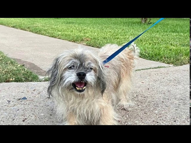 JoJo, a 14 year Old Shih Tzu, Was Terrified at the Shelter When His Owners Did Not Come for Him.