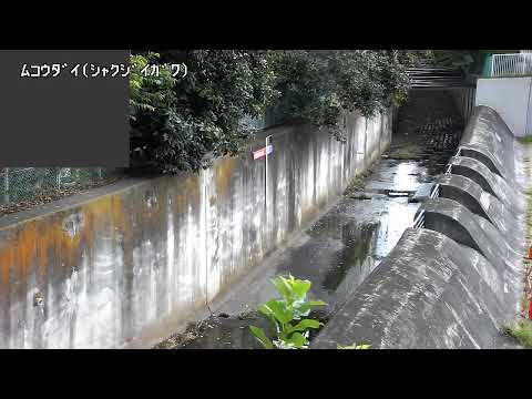 Shakujii River Mukodai live cam preview