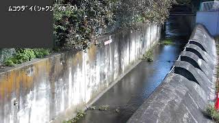 石神井川 向台 のライブ映像