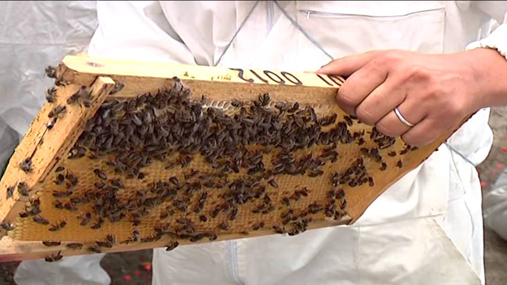 دورة تكوينية في تربية النحل و إنتاج العسل 2