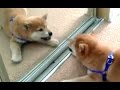 Funny Dogs Barking At Themselves In Mirrors Compilation 2016