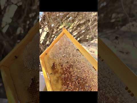 عسل سدر الشمال البري ماشاء الله تبارك الرحمن