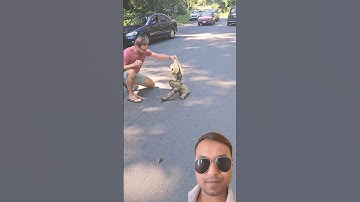 Man Rescued a Stranded sloth with Help from Another on Road